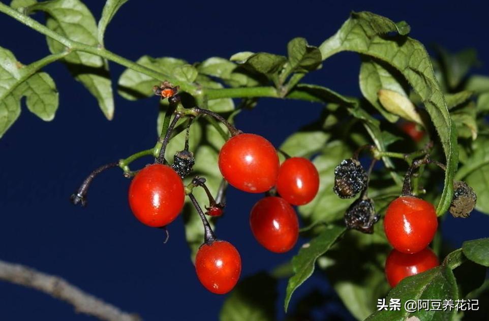 红豆杉树叶子发黄的解决方法,红豆杉叶子发黄的解决方法