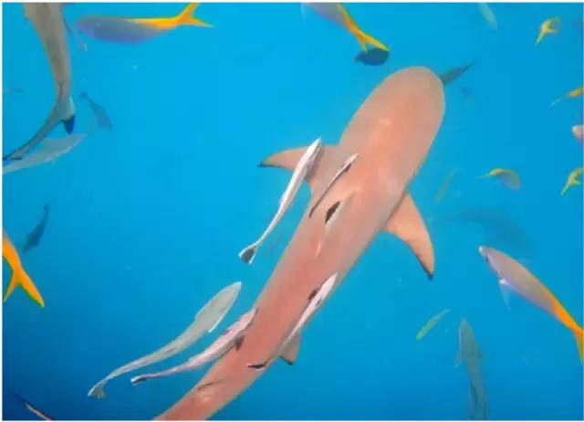 帕劳斐济马尔代夫哪个好,斐济和帕劳旅行