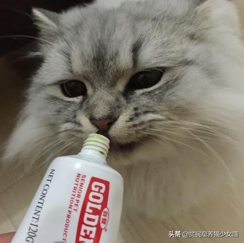 辟谣猫咪,猫咪吐毛球的学术说法