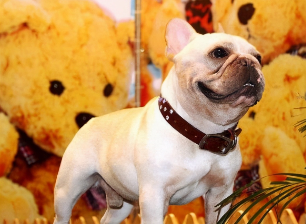 养法国斗牛犬，选“公犬”的五大原因，不会让你失望