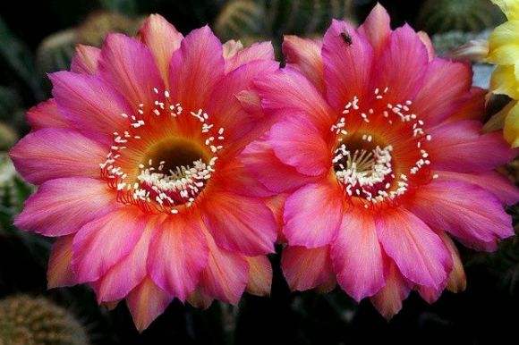 101仙人球,101个仙人球品种