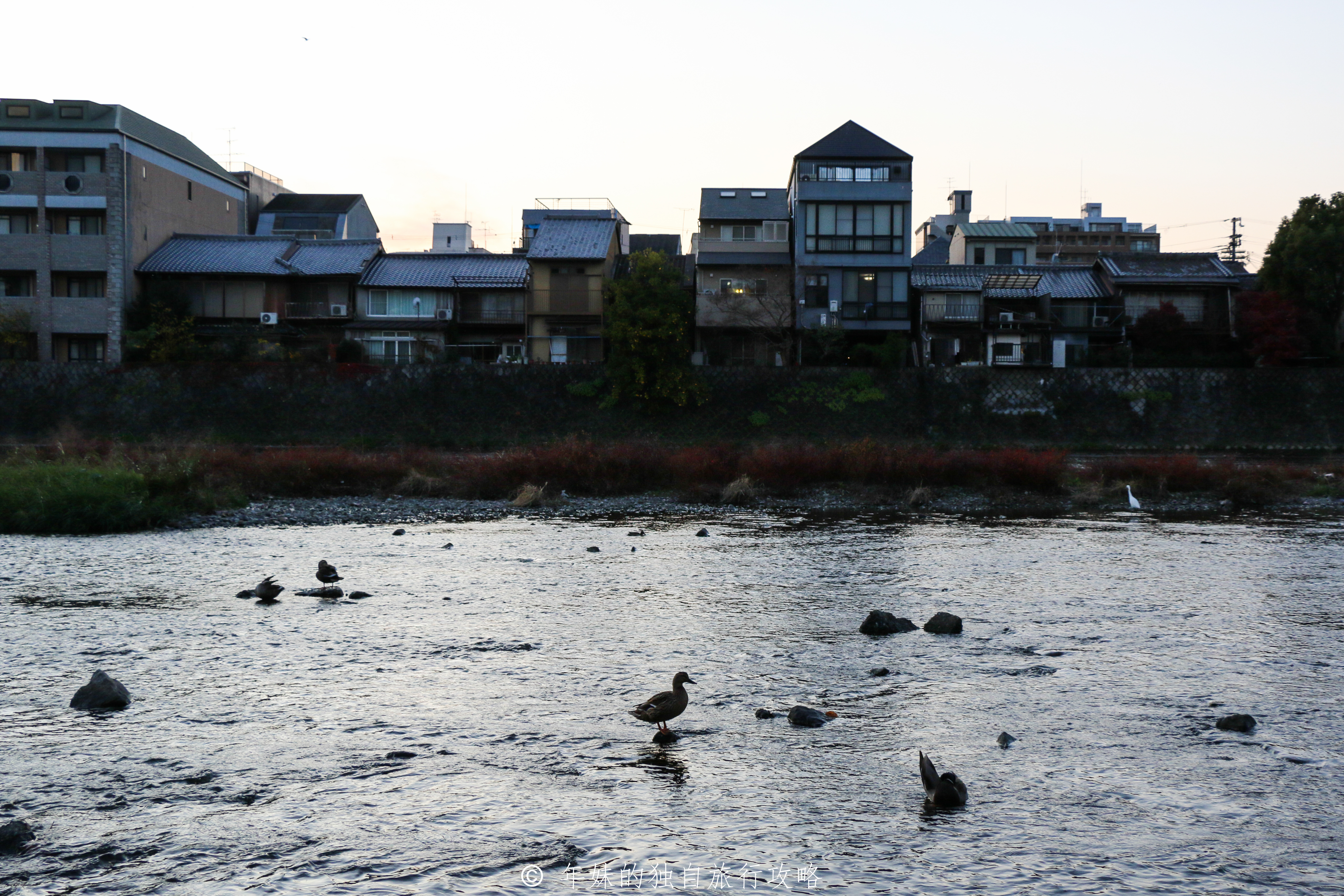 日本京都跟团旅游攻略,日本京都骑行旅游攻略