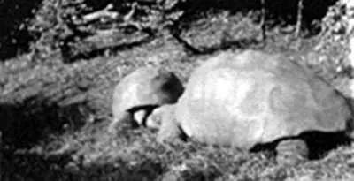 从清代活到现代的乌龟,被遗弃的乌龟完整视频