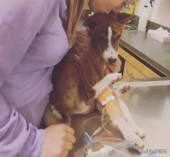 活体宠物塞入“盲盒”，拆开后是狗狗尸体！卖家：玩不起别买