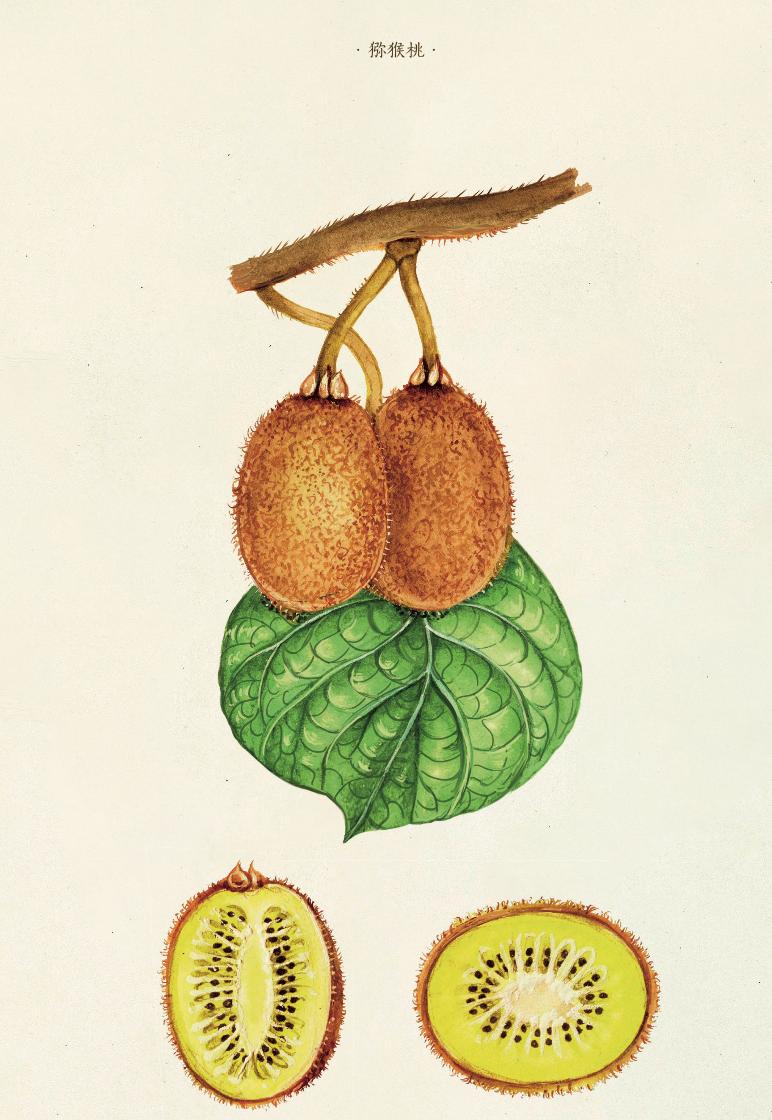 橙子橘子柚子柠檬树哪个开花最香,柚子柑橘橙子之间的关系