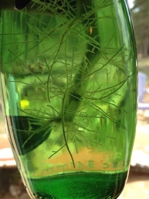 凤仙花修剪到根部要多久,凤仙花根长多大可以土培了