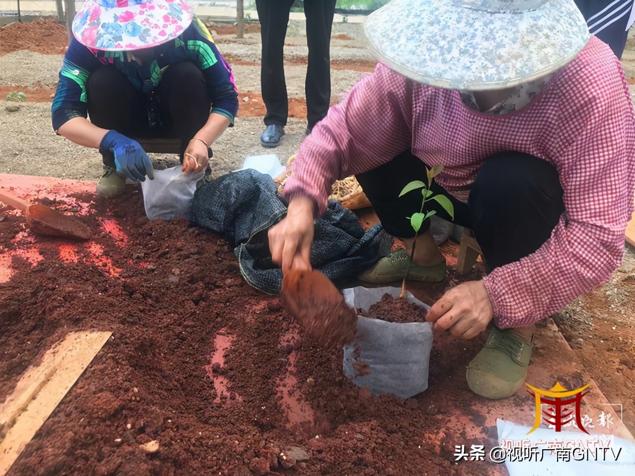 蒜头果中提取神经酸成文山广南村民“致富树”