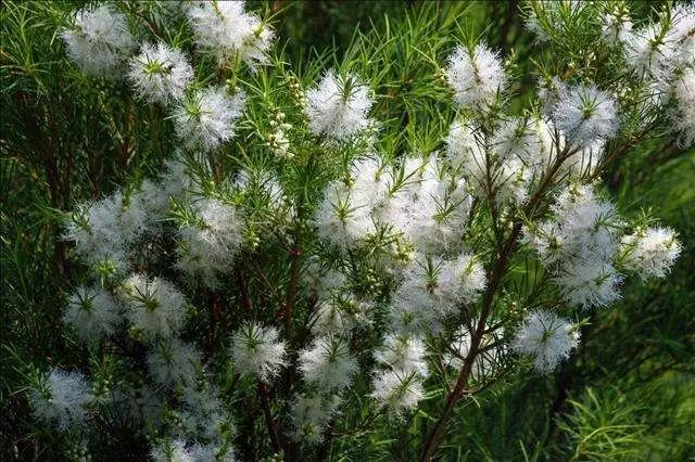 澳洲茶树精油天然除菌,澳洲茶树祛痘效果好吗