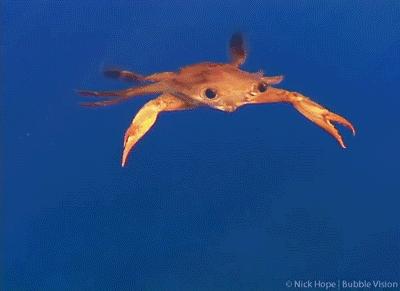 关于螃蟹的科普知识点,螃蟹的种类知识