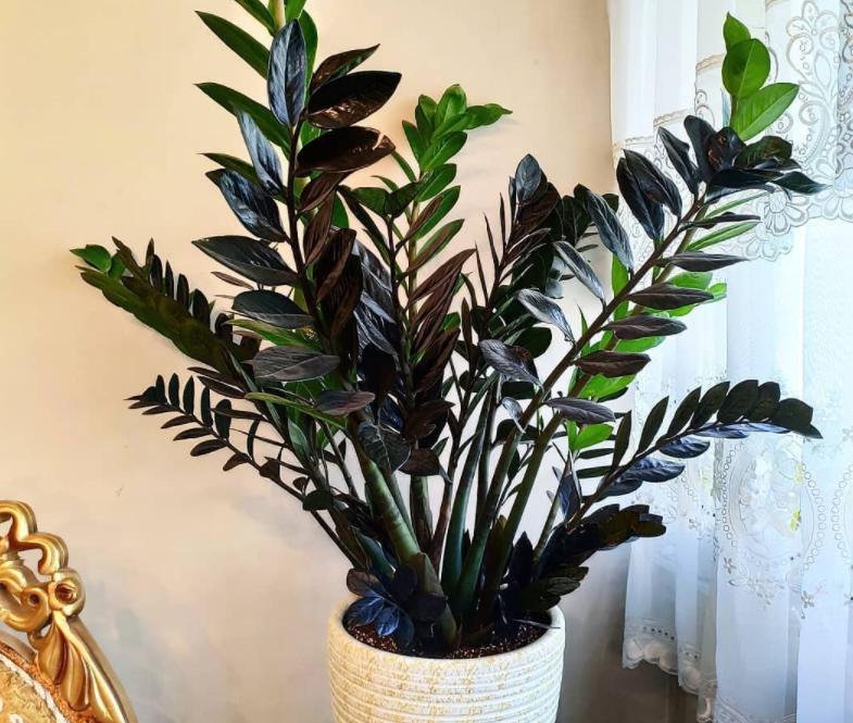 金钱树越长越旺盛怎么养护,金钱树如何养护才能长得旺盛