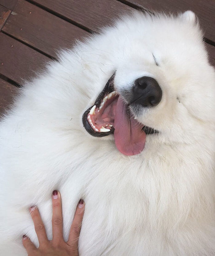 萨摩耶有什么通病,狼版和熊版萨摩耶的优缺点