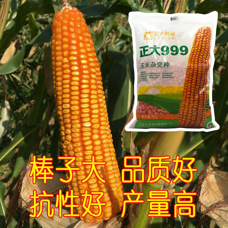 正大玉米种适合甘肃种植吗,正大种子放心种