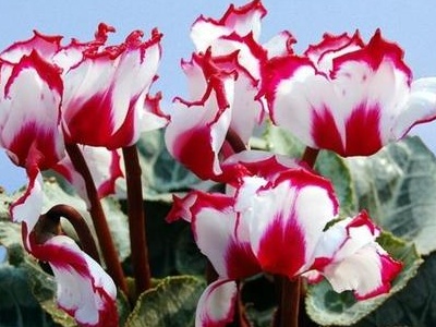 家庭养仙客来的正确养殖方法,仙客来花的养殖方法是什么