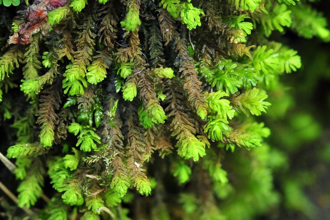 吃毒菇、睡蛇窝，只为挖一堆草，这个重庆博士要做当代神农