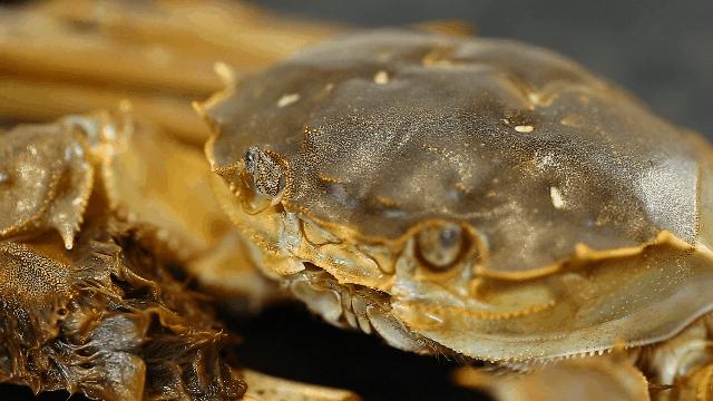 阳澄湖大闸蟹蟹黄蟹膏哪种好吃,去阳澄湖吃大闸蟹蟹黄