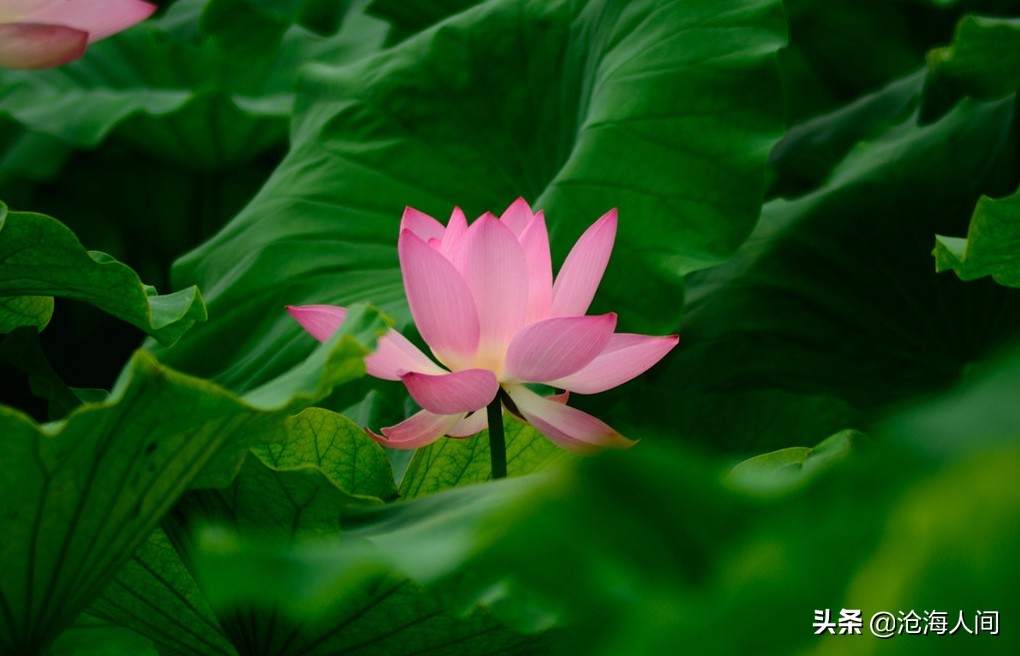 写荷花的诗词有多少,禅意荷花的诗词