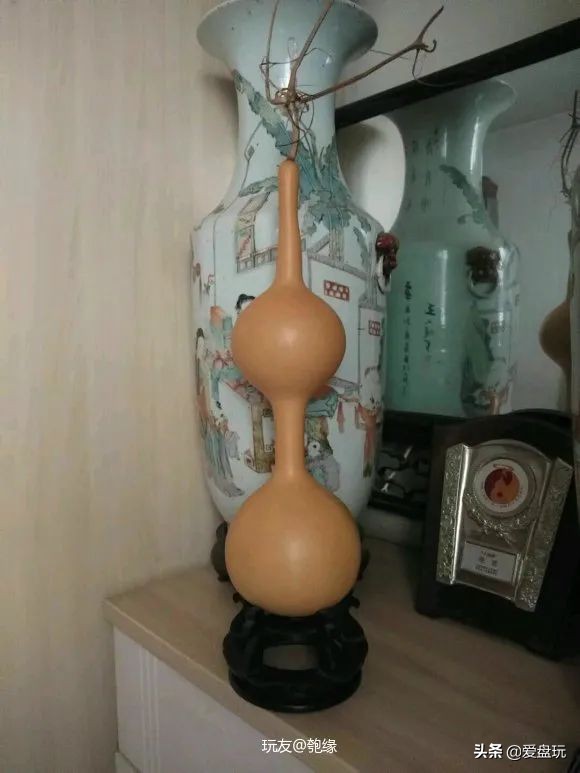 一把葫芦卖到上千上万，连种子都“千金难求”