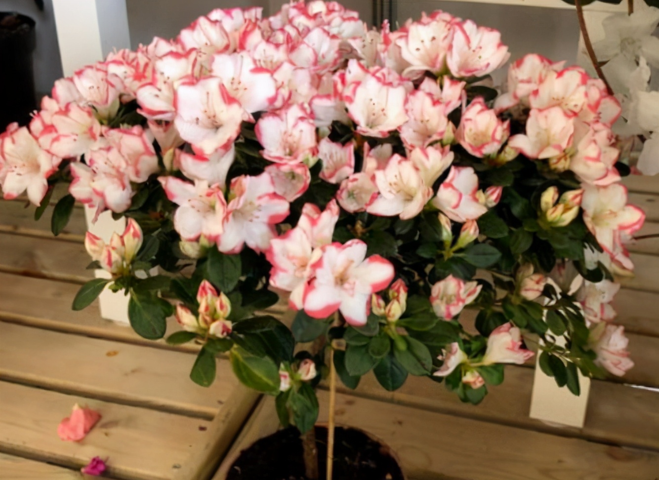 杜鹃花后怎么管理才能复花,杜鹃花开败了修枝修太多怎么办