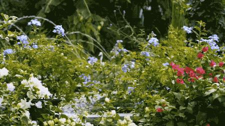 一个安徽爷爷，花1万块种出5000㎡私家花园，被评为中国最美