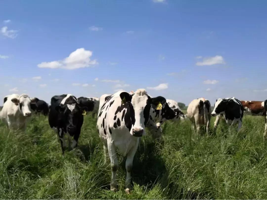 有机产业发展,有机食品发展面临的机遇