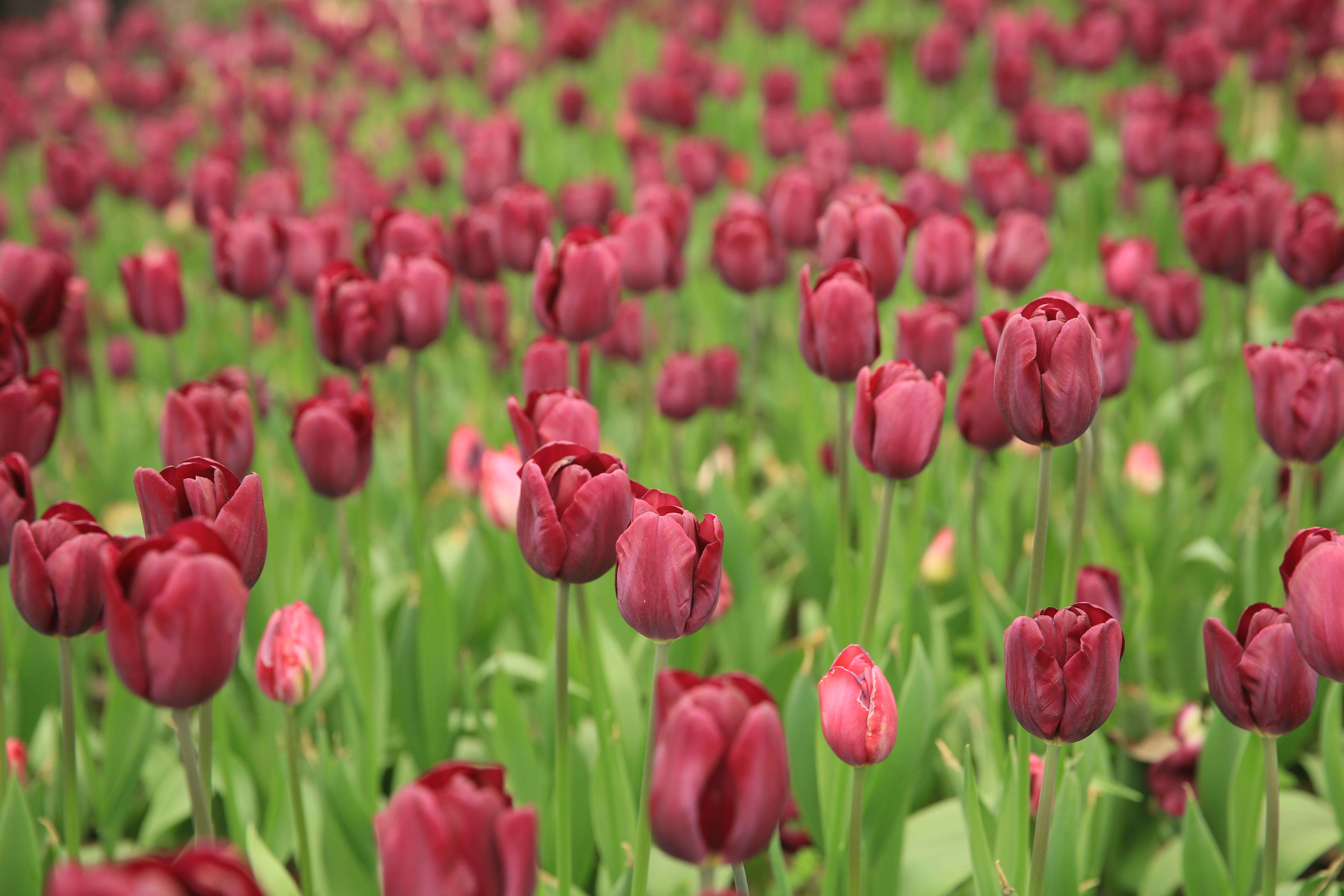 钂叉睙鐭宠薄婀栧ソ鐜╀笉,钂叉睙鐭宠薄婀栧ソ鑰嶅悧