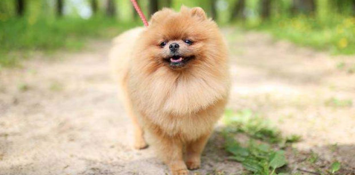 刚分娩的母狗如何预防疾病,预防母狗怀孕有什么好办法