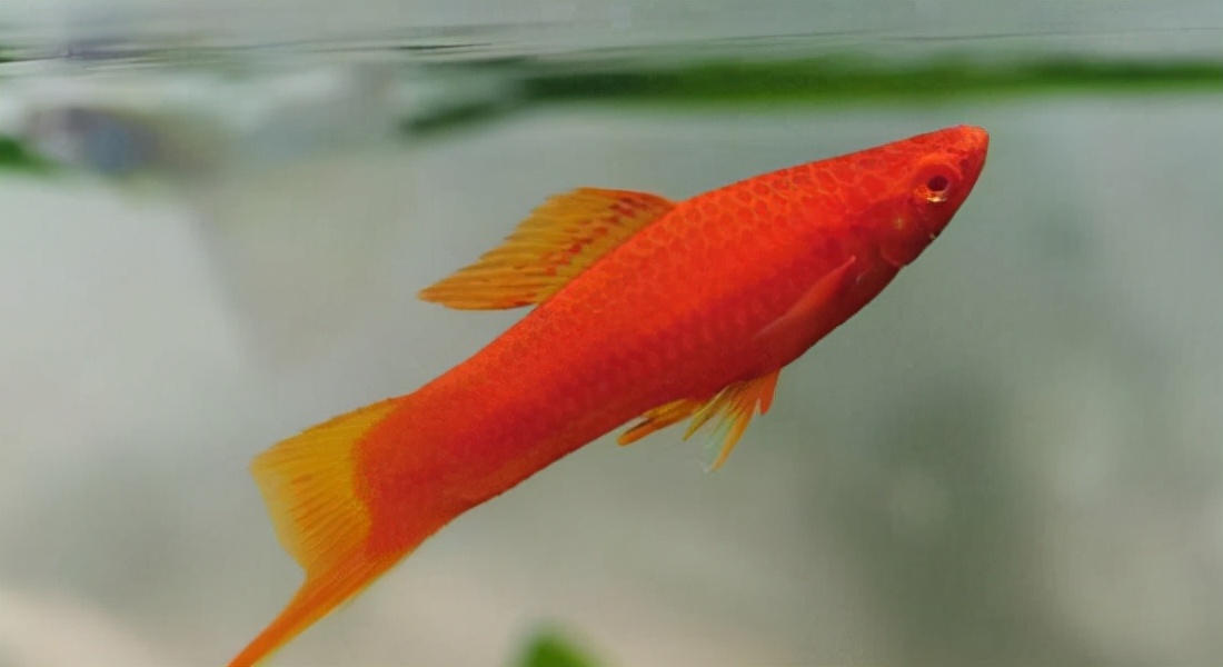 十大适合新手养的小型观赏鱼,新手养的白化观赏鱼怎么养