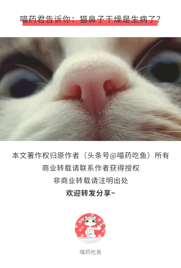 猫鼻子干燥嗜睡无精神不吃饭,猫鼻子干燥是什么原因