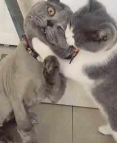 宠物可以用的避孕药,宠物紧急避孕药有用吗