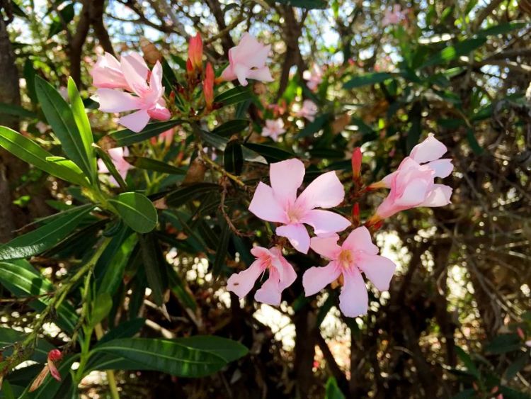 你信了几个？2020年美国留学的那些常见误区