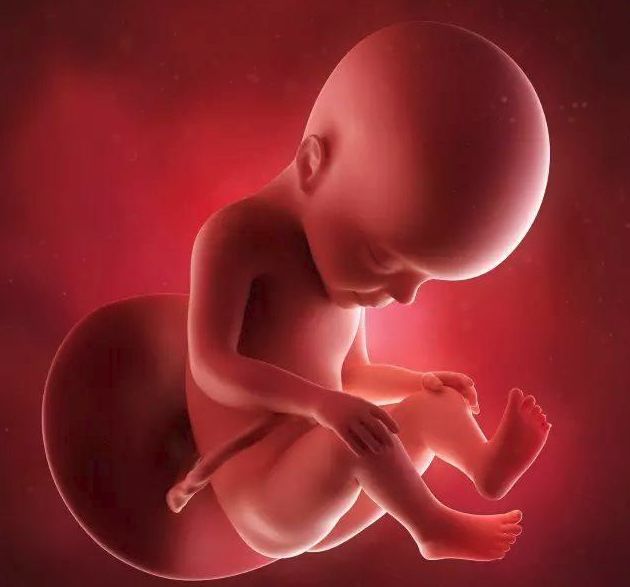 怀孕1-40周胎儿发育图彩超,怀孕1-40天胎儿3d图片