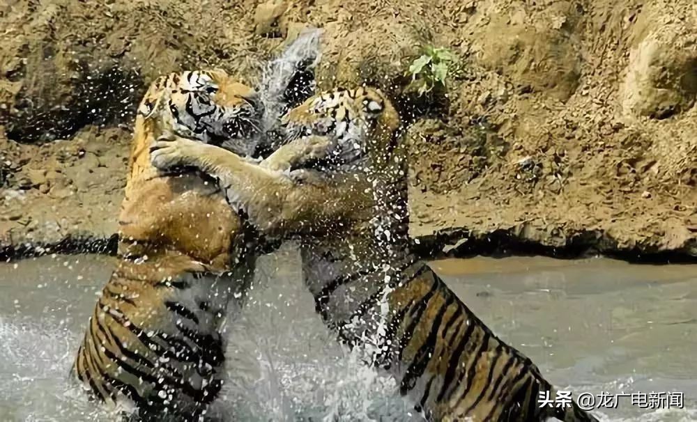 这才是冬天该去的地方哈尔滨,这才是避暑游泳玩乐的好地方