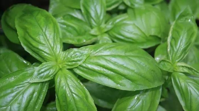 罗勒精油美容作用,罗勒精油种类