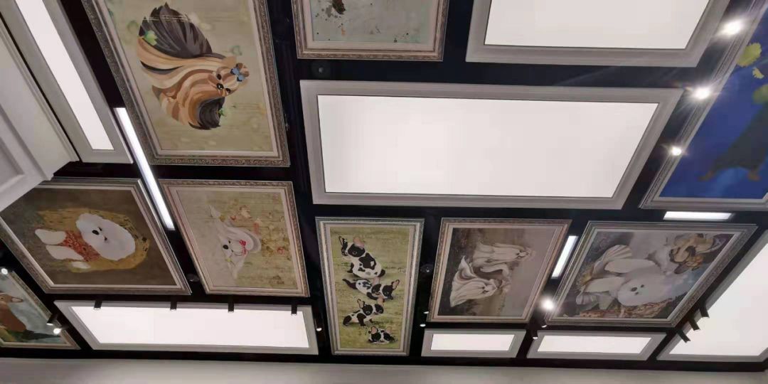 韩国宠物店推荐,韩国宠物店体验