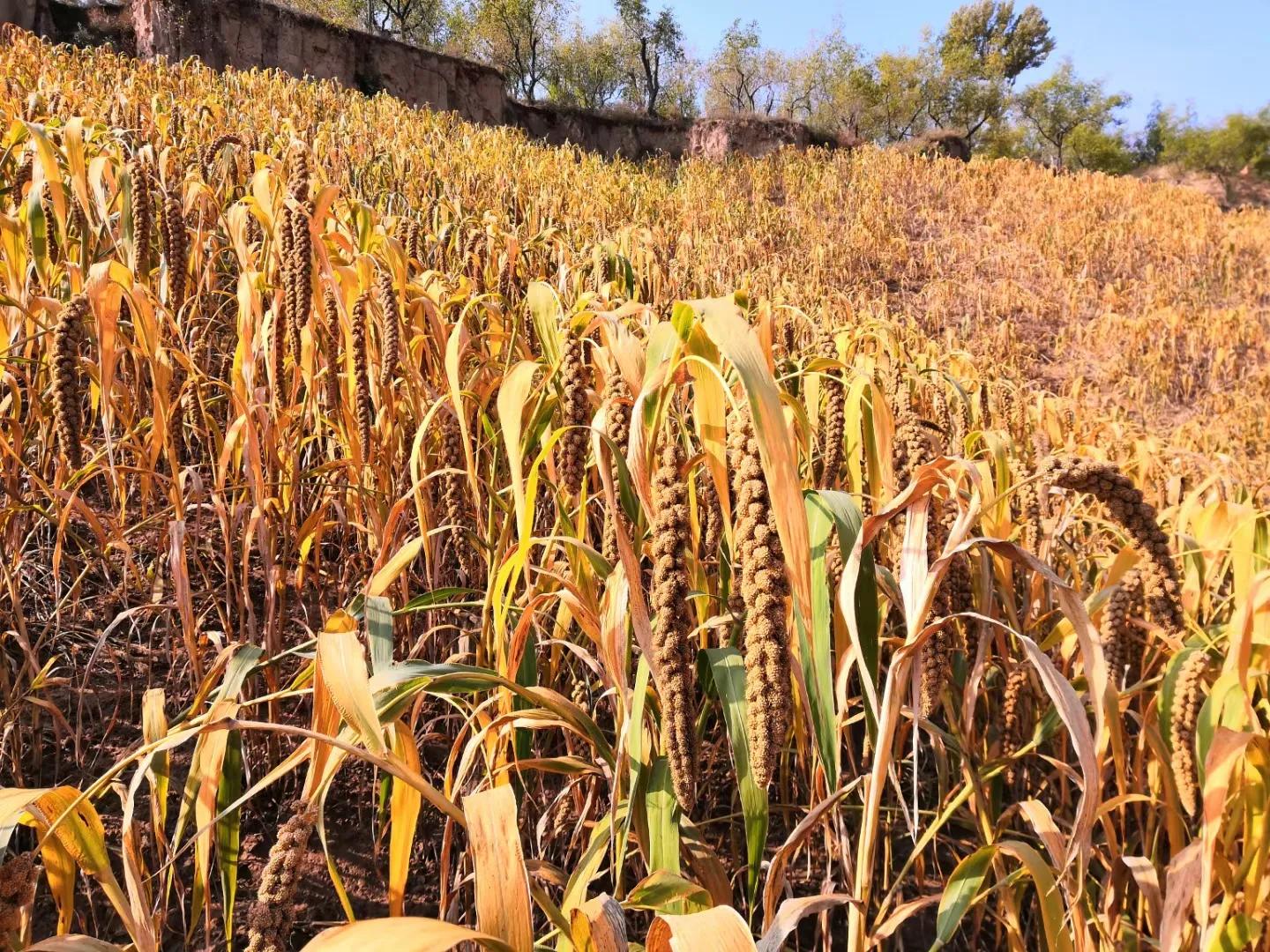 谷子糜子碴子什么区别,谷子糜子区别图片
