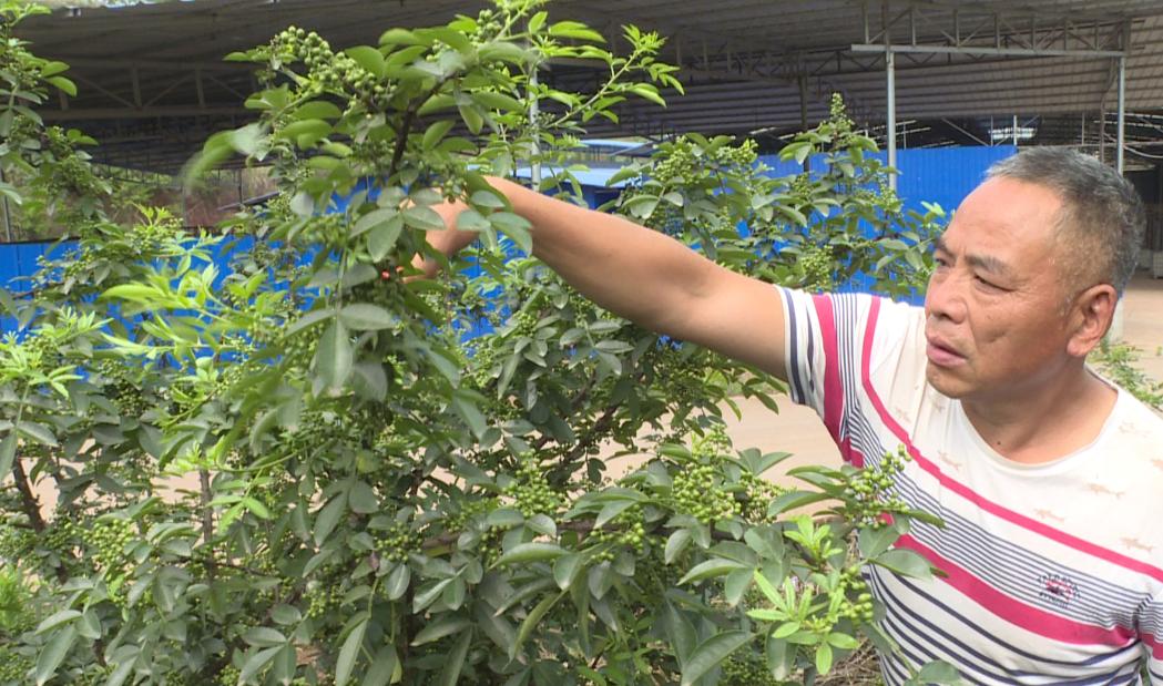 内江东兴有什么可体验的东西,来东兴有什么好吃的