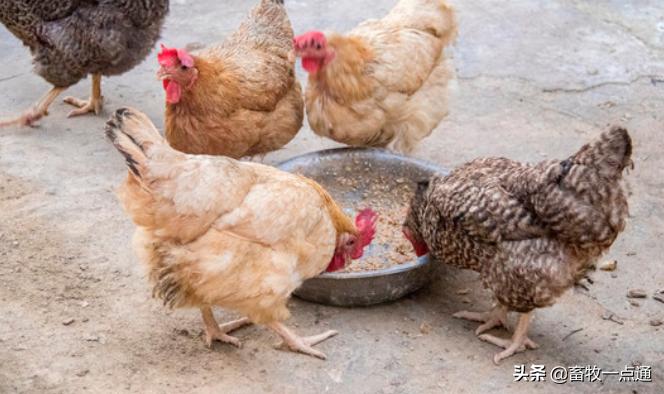 肉鸡进栏后多少天消毒,肉鸡饮水消毒最佳方法