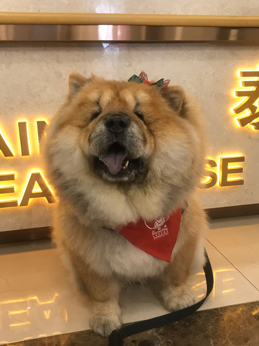 仰卧撑宠物达人专访：两代松狮“狗医生”的坚强铲屎官Erika