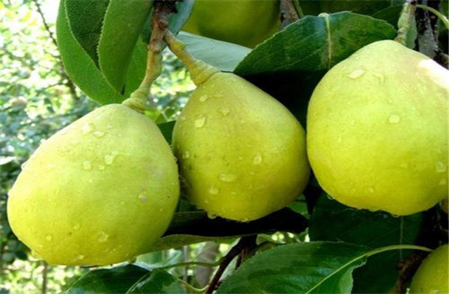 梨树病虫害防治一览表,梨树病虫害防治时间表最新