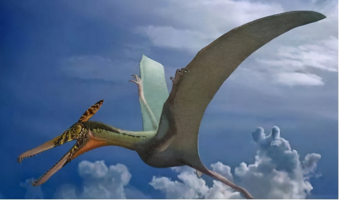 会滑翔猴子有哪些种类,会滑翔的小猴子