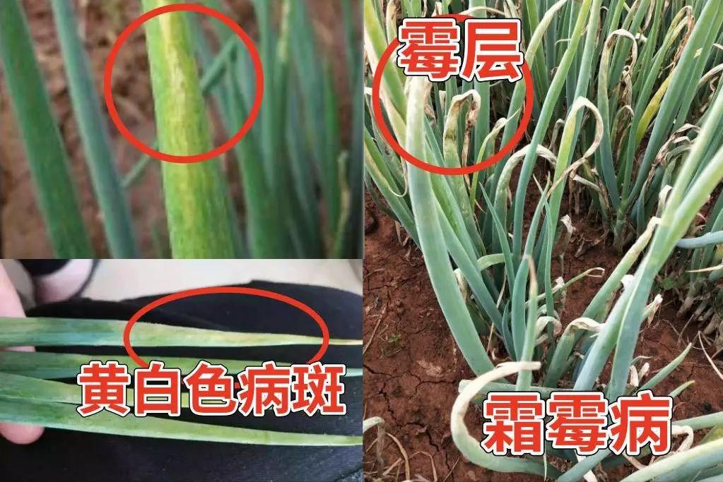 大葱叶片干尖是什么病,大葱叶子上有白点用什么药最好