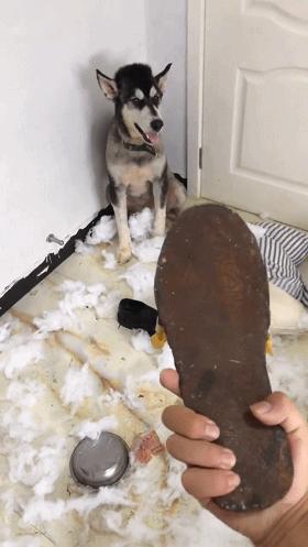 三傻狗有哪些,雪橇三傻是哪三种狗