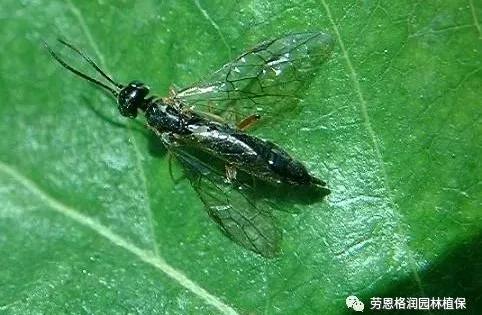 各类植物害虫的防治方法,园林蛀干害虫防治方法