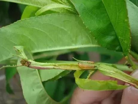 梨大食心虫危害图片,梨小食心虫对樱桃有哪些危害