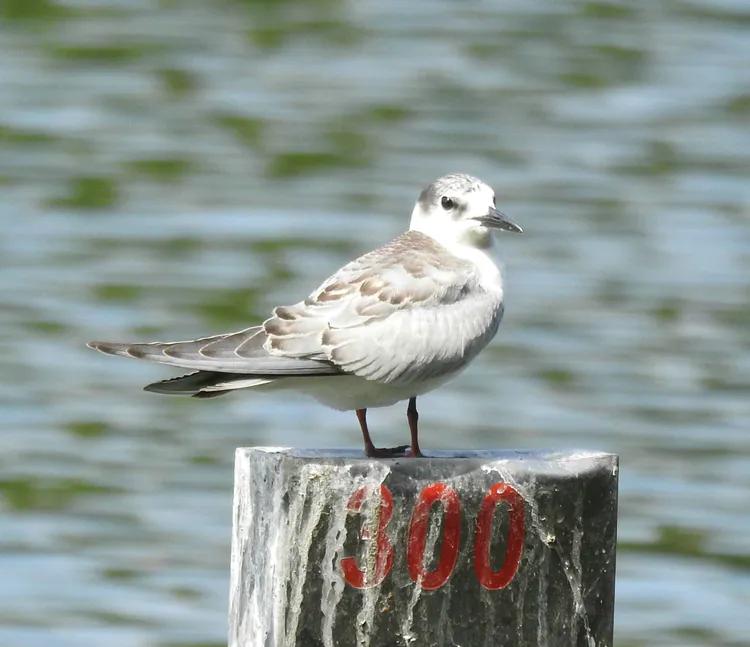 洪湖荷花仙子,洪湖公园蜻蜓