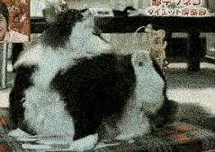 超级搞笑gif图,超好笑gif图