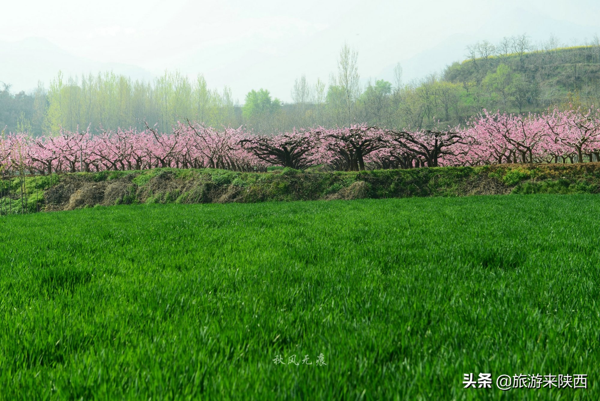 长安区王莽千亩桃园,西安王莽万亩桃花源