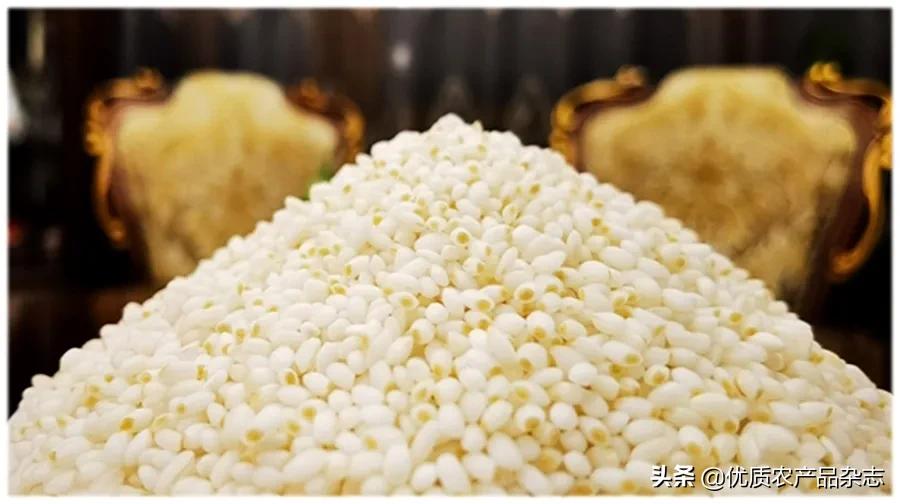 胚芽米为何成了“网红米”？北纬45°的寒地胚芽米竟然越凉越好吃