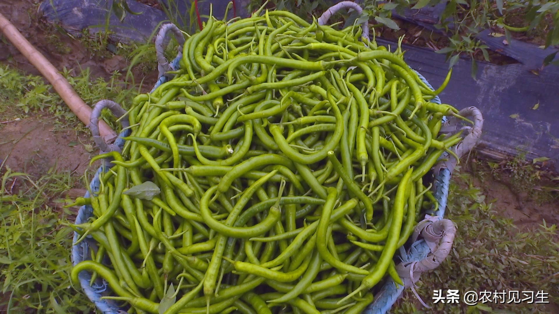 湖南辣椒卖出天价,湖南本地辣椒几百一斤