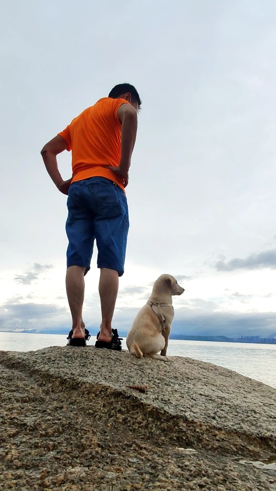 这是什么狗,狗狗横齿什么样